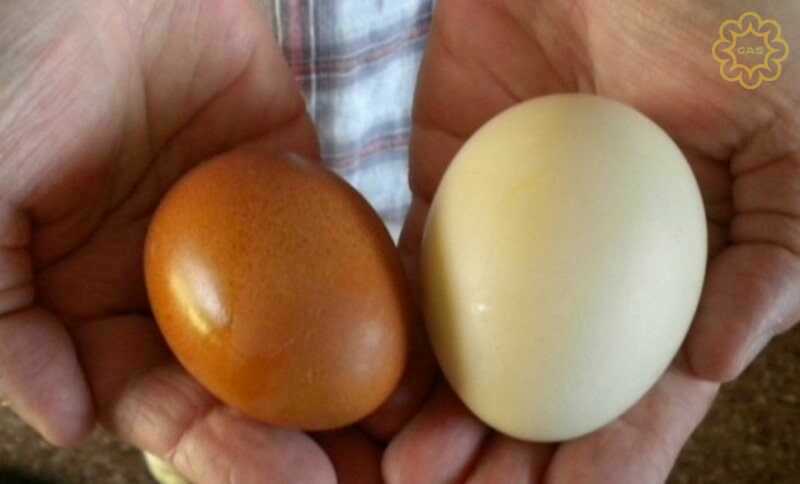 cách chọn trứng tươi ngon?